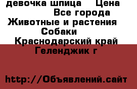 девочка шпица  › Цена ­ 40 000 - Все города Животные и растения » Собаки   . Краснодарский край,Геленджик г.